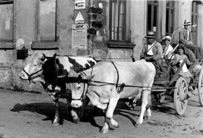 Gespann mit zwei Kühen