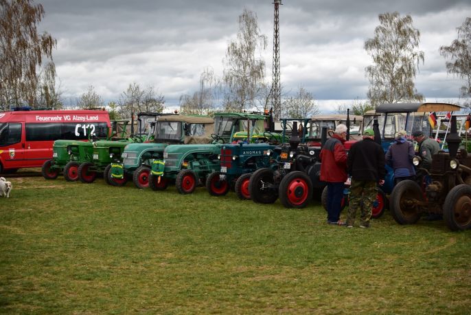 Einige Bulldogs in einer Reihe